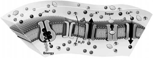 The following figure illustrates a plasma membrane.   Which substance in the figure is crossing the membrane using simple diffusion? A)  Ca2+ B)  Na+ C)  K+ D)  H2O