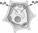 The arrows in the following figure show the movement of water across the cell wall and plasma membrane of a plant cell.   For water to move in the direction indicated,the solution surrounding the cell must be A)  hypertonic. B)  hypotonic. C)  isotonic. D)  selectively impermeable.