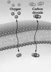 What best explains the double-headed arrows associated with carbon dioxide and molecular oxygen shown in the following illustration?   A)  Individual molecules are unable to cross the membrane, but they can be found in relatively large numbers on both sides. B)  The membrane is permeable to these small molecules and they enter or leave rapidly as their concentration gradients change. C)  An isotonic condition exists for each molecule, so no net movement takes place. D)  Homeostasis requires that surplus molecules entering the cell be rejected and returned to the outside.