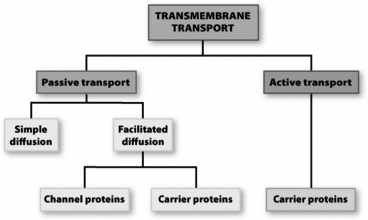 In the following flowchart summarizing membrane transport,both active and facilitated transports terminate at separate carrier proteins.Which statement explains why the lines do not converge at the same carrier protein?   A)  The two processes move items across the membrane in opposite directions; the carriers are positioned on opposite sides of the membrane. B)  During facilitated transport, hydrophobic molecules cross the membrane; hydrophilic molecules require active transport to cross the membrane. C)  Energy is required to drive an active transport carrier protein, whereas a facilitated carrier operates down the concentration gradient and requires no energy input. D)  Active transporters move only ions with net charge, whereas facilitated transporters move only polar or neutral molecules.