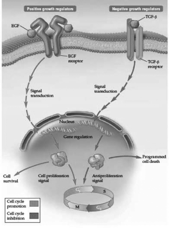 As indicated in the following diagram,the transforming growth factor beta (TGF-b) is an example of a   A)  proto-oncogene. B)  oncogene. C)  growth factor. D)  tumor suppressor.