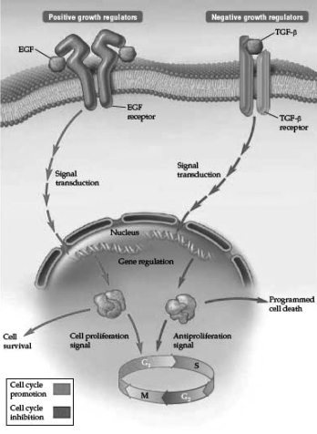 Examine the following diagram.What will most likely happen if an antibody blocks the EGF receptor such that EGF can no longer bind to it? A) The cell will start to divide more rapidly. B) The cell will stop dividing and possibly die. C) More proto-oncogene protein products will be made. D) Less tumor suppressor protein products will be made.o