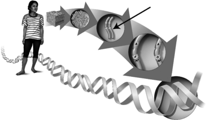 The black arrow in the following image indicates one of the structures within a cell's nucleus that carries hereditary information.These structures contain segments that commonly encode the instructions for building proteins; one of these segments is called a(n)    A)  genotype. B)  phenotype. C)  chromosome. D)  gene.