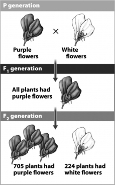The following figure shows three generations in one of Mendel's experiments.According to the data in this figure,Mendel's F₂ generation contains many more purple flowers than white flowers.Which of the following is the best explanation of this observation?   A)  Three-quarters of the offspring must receive the white allele. B)  The chance of an individual offspring receiving a white allele is only 25 percent. C)  The probability of any individual offspring receiving at least one copy of the purple allele is 75 percent. D)  The white allele is only dominant in about 25 percent of the offspring that inherit it.