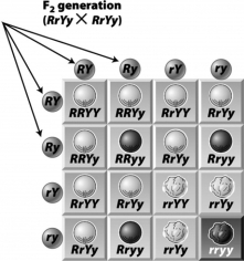 In the following Punnett square,the lettered circles on the top and left of the square (indicated by the arrows) represent the   A)  offspring that will be produced by the cross. B)  genotypes of the parents involved in the cross. C)  gametes that may be produced by each parent involved in the cross. D)  offspring that could be produced by the cross.