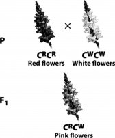 In the cross depicted in the following illustration,two parent plants,one with red flowers and the other with white flowers,produce pink offspring.The white and red alleles for flower color in this plant exhibit   A)  homozygosity. B)  codominance. C)  pleiotropy. D)  incomplete dominance.