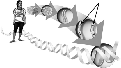 The lettered fragment indicated by the black arrow in the following image is the part of a chromosome responsible for encoding and producing one of the molecules that ultimately determines one or more of the phenotypes of an individual.These phenotype-determining molecules are known as ________.   