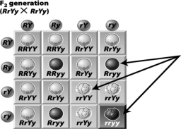 In the following Punnett square,the genotypes inside the boxes (a few are indicated by arrows here)represent the number and type of offspring that a given pair of individuals will produce when mated.   
