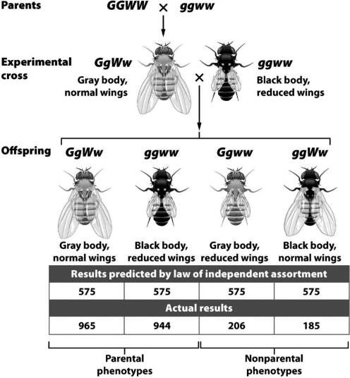 Refer to the following figure depicting fly genetic crosses.Which actual result indicates that the genes for body color and wing length in fruit flies are linked? A) Four different phenotypes are present in the offspring. B) Parental genotypes are present in the offspring. C) Nonparental genotypes are present in the offspring. D) A low percentage of nonparental genotypes is present in the offspring.