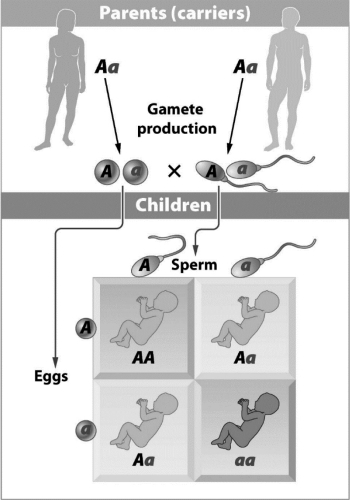 The parents in the following figure are carriers of a genetic disorder.Based on the Punnett square,the allele that causes the disorder must   A)  be autosomal. B)  be sex-linked. C)  be incompletely dominant. D)  result from the linkage of A and a