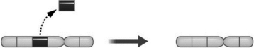 The following diagram demonstrates what happens during a change in chromosomal structure known as a deletion.   