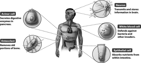 What is NOT true of the five different cell types from the individual shown in the following figure?   A)  They have the same DNA sequence. B)  They contain the same genes. C)  They express the same genes at the same time. D)  They have the same housekeeping genes.