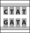 This figure shows a short sequence of DNA.During DNA replication,the piece of DNA depicted below will produce   A)  one single-stranded molecule with the sequence CTAT. B)  two single-stranded molecules with the sequence GATA. C)  one single-stranded molecule with the sequence CTAT and a separate single-stranded molecule with the sequence GATA. D)  two double-stranded molecules that look just like the image above.