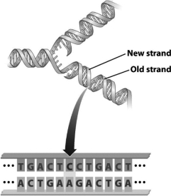 The following figure illustrates DNA undergoing replication.The region indicated by the arrow in this image represents a   A)  single base pair. B)  mismatch error. C)  deletion. D)  transformation.