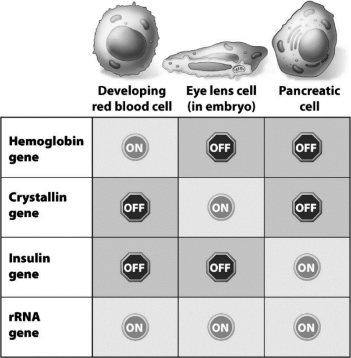 The following table shows which of these four genes are on or off in three different cell types.   Why is the expression of the rRNA gene so different from the expression of the other genes in the table? A)  rRNA is required for the proper functioning of all cells, but the products of the other genes are only essential to the function of one cell type. B)  rRNA is easier to produce than the products of the other genes. C)  The rRNA gene is found in the genomes of all three cell types, but the other genes are only found in the genomes of their specific cell type. D)  rRNA is needed at all stages of the cell cycle, but the products of the other genes are only needed during cell division.
