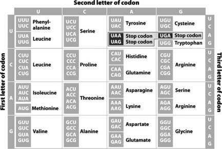 Using the following chart,which chain of amino acids would be produced by the entire sequence UGUACGAUAGGCUAG?   A)  ACAUGCUAUAUCCCG B)  ACATGCTATATCCCG C)  cysteine-threonine-isoleucine-glycine D)  cysteine-threonine-isoleucine-glycine-stop