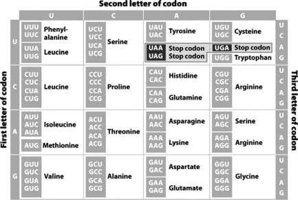 Using the following chart,which chain of amino acids would be produced by the sequence of this very short,complete mRNA: UAUUAUGCCUGAGUGAAUUGCUA?   A)  tyrosine-tyrosine-alanine B)  tyrosine-tyrosine-alanine-stop-valine-asparagine-cysteine C)  methionine-proline-glutamate D)  methionine-proline-glutamate-isoleucine-alanine
