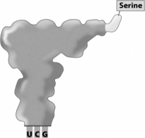 What is the sequence of the codon that the transfer RNA shown in the following figure would bind to during translation?   A)  AGC B)  UGC C)  TGC D)  serine