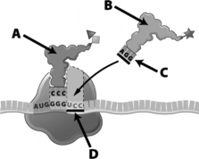 Which of the lettered arrows in the following diagram of translation indicates a codon?   A)  A B)  B C)  C D)  D