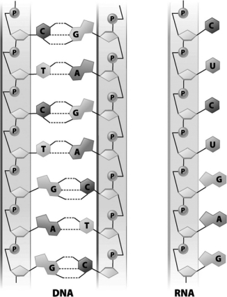 The RNA molecule in the following figure could have been translated directly from the DNA molecule shown in this figure.   