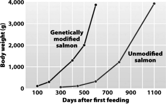 This graph shows that genetically modified salmon ________ than unmodified salmon.   A)  breed more quickly B)  are, at maturity, larger C)  reach a body weight of 4,000 grams faster D)  do more harm to native insect populations