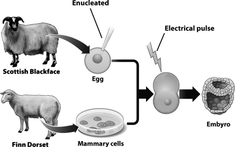 The nuclear DNA of the embryo that results from the process shown in the following diagram   A)  is identical to the nuclear DNA of the Scottish Blackface sheep. B)  is identical to the nuclear DNA of the Finn Dorset sheep. C)  is a unique mix of the nuclear DNA from both of the pictured sheep. D)  contains one full set of chromosomes from each of the pictured sheep.