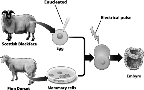 In the following diagram,the electrical pulse fuses the enucleated egg from one sheep and the somatic mammary cell from another sheep.This fused cell is most similar to a ________ formed during normal sexual reproduction.   A)  somatic cell B)  meiotic germ cell C)  gamete D)  zygote