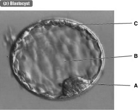 In the following photograph,which letter correctly identifies the inner cell mass?   A)  A B)  B C)  C D)  The inner cell mass is not labeled in this picture.