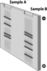 A sample of the same DNA is placed into each of two test tubes.Each tube is treated with a restriction enzyme,and the resulting fragments are separated by gel electrophoresis,producing the gel shown in the following figure.Which of the following explains why the pattern of DNA fragments differs in these two samples?   A)  Different restriction enzymes must have been used in the different tubes. B)  One tube was heated, but the other tube was not. C)  Ligase was added to one of the tubes but not the other. D)  The restriction enzyme added to the tubes cut DNA at more than one sequence.