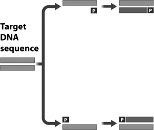 The following figure shows the first cycle in polymerase chain reaction (PCR) .   What is the role of the structure marked  P  in this figure? A)  The  P  represents the heat-tolerant DNA polymerase used in PCR to copy the gene of interest. B)  The  P  represents a sequence of DNA complementary to parts of the gene being amplified that allows DNA polymerase to attach to the gene. C)  The  P  indicates where on the DNA that DNA polymerase should terminate replication. D)  The  P  indicates the location of the promoter for the gene being amplified.
