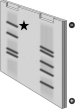 Examine the following image of a gel produced by the electrophoresis of DNA.The smallest fragment on the gel is the one indicated by the star.   