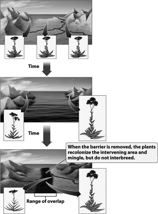 Why have the two plant populations depicted in the following diagram become so different in the time they were separated by the ocean?   A)  A small group of individuals carrying only the tall allele established a new population on the right side of the ocean. B)  The amount of gene flow between the two populations increased when the ocean separated the plants, so mutations moved from one population to another. C)  When sea levels rose, it killed all of the plants on the right side of the figure. A new species evolved from another plant species already existing in the mountains on the right. D)  The separated populations adapted to the different environments on each side of the ocean and became reproductively isolated.