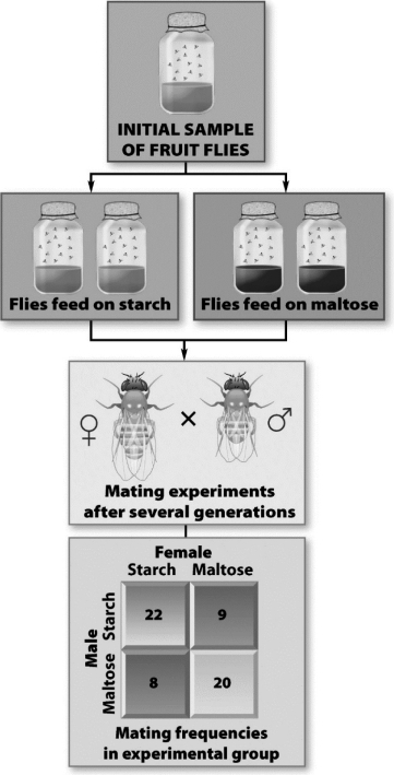 In the following figure,two populations of one species of fruit flies were raised for several generations on different nutrients (starch and maltose) .Then the members of the two populations were reintroduced and the mating frequencies of flies from the two different populations were recorded.Which of the following is true?   A)  After only a few generations, these two populations have undergone speciation because they no longer mate with each other at high levels. B)  The two populations are in the early stages of reproductive isolation because male flies are more likely to mate with female flies that were raised on the same medium. C)  Fruit flies grown on starch for several generations are no longer capable of consuming maltose. D)  The original population of fruit flies actually consisted of two different species of fruit flies. When hybridization occurred between the two populations, only sterile offspring were produced.