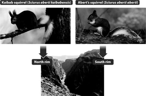 The two squirrel species shown in the following figure arose from the same ancestor.The Kaibab squirrel lives on the north rim of the Grand Canyon and Abert's squirrel lives on the south rim.Which is the most likely explanation for their speciation?   A)  The population of ancestral squirrel occupied only one of the rims of the Grand Canyon. As the population grew, some members of the population crossed the Grand Canyon to form a new population. B)  The population of the ancestral squirrel was split by the formation of the Grand Canyon. Since the habitats were different on each rim, the populations evolved differently and became reproductively isolated. C)  When the Grand Canyon formed, competition for food and shelter became fierce. The two species arose through sympatric speciation as some individuals gathered food on the north rim rather than the south rim. D)  The ancestral squirrel was actually a hybrid of two squirrel species. When the populations were separated and could no longer mate, the characteristics of the two species became more obvious.