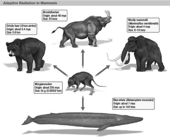 In the following illustration of adaptive radiation of mammals,which is the ancestral species?   A)  Grizzly bear B)  Brontotherium C)  Woolly mammoth D)  Morganucodon