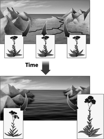 In the example below,two new species are created as a result of ________ speciation.   