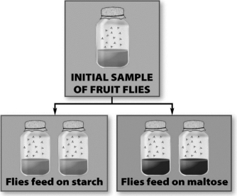 The experiment diagrammed in the following image could lead to the reproductive isolation of fruit fly populations.   
