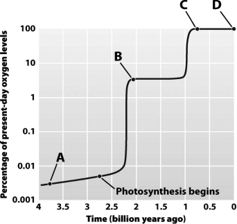 At which labeled point in the following graph are the first eukaryotes thought to have evolved?   A)  Point A B)  Point B C)  Point C D)  Point D