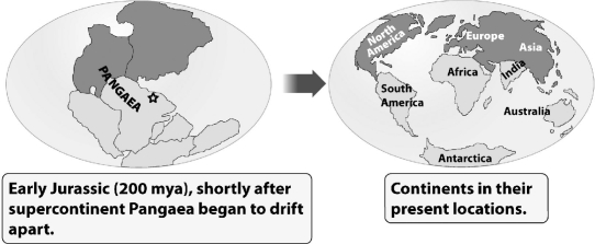 During the time of Pangaea,an ancestor of modern crocodiles inhabited the region marked by the star in this map (left in the following figure) .   Where would you expect to find fossils of this animal today (the map on the right) ? A)  Northern Hemisphere B)  on every continent C)  Africa D)  Antarctica