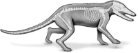 The following organism is the evolutionary ancestor of the modern whale.   