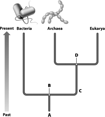 The following diagram is an evolutionary tree showing the relationship between the three domains.Which letter represents the most recent common ancestor of the Bacteria and Archaea?   A)  A B)  B C)  C D)  D