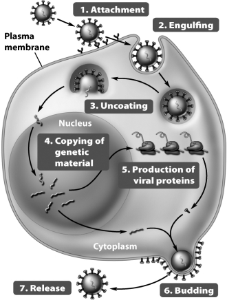 What aspect of the viral life cycle depicted in the following illustration explains the pathology associated with a viral infection?   A)  Infected cells produce new virus particles rather than the proteins associated with normal cell activity and homeostasis. B)  Newly replicated virus particles are released by budding, a process that depletes the cell membrane. C)  The immune response to the presence of viral protein may be extremely intense. D)  Retroviral insertion of DNA causes immediate cell death.