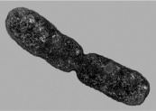 The following figure shows a bacterium dividing by binary fission.The DNA in the daughter cell formed on the left is ________ to the DNA in the daughter cell to the right.   