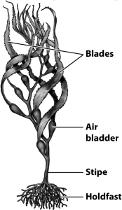Note the location of the air bladders in the following illustration of the kelp; how might these structures represent an adaptive advantage?   A)  Kelp can live in deeper water, more distant from the surface, by storing carbon dioxide for future photosynthesis. B)  The bladders act like root nodules in terrestrial plants, housing the various organisms that convert dissolved nitrogen into forms usable by the kelp. C)  By acting as floats, the bladders aid in orienting the photosynthetic cells within the blade toward the surface and sunlight. D)  Waste gases can be stored within the bladders rather than polluting the habitat of the kelp.