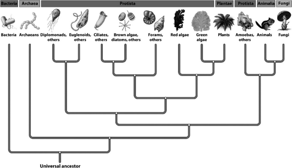 Examine the following evolutionary tree.   One prediction based on the arrangement of protists in the illustration is that the DNA of the A)  green algae would share more in common with the plants than with the diplomonads. B)  ciliates and euglenoids would be more similar to one another than any other protist. C)  diplomonads would constitute a large percentage of the DNA of all other protists. D)  plants have a more recent common ancestor with brown algae than with red algae.
