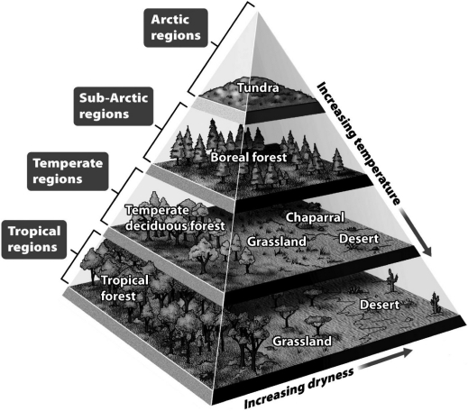 Understanding plate tectonics has helped ecologists make sense of ancient biomes; when landmasses move in elevation or to different regions of the globe,they experience climatic change.   Use the figure above to predict the change for a temperate deciduous forest as it moves north and elevates by 5,000 feet. A)  It becomes a tropical forest. B)  It becomes a grassland. C)  It becomes chaparral. D)  It becomes a boreal forest.