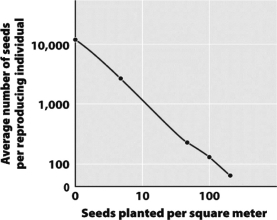 Examine the following graph,which shows the relationship between planting density and seeds produced per individual plant for Plantago major,also known as plantain weed.   What statement best describes the relationship? A)  At high planting densities, both seed production per plant and total seeds produced decline. B)  At high planting densities, seed production per plant declines while total seeds produced remain constant. C)  At low planting densities, both seed production per plant and total seeds produced increase. D)  At high planting densities, seed production per plant declines while total seeds produced increases.
