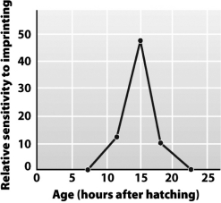 Examine the following graph.   According to this graph,a gosling is most likely to ________ about 15 hours after hatching. A)  develop a sense of who its parent is B)  learn a new mating call C)  react to a releaser D)  exhibit the grasp reflex