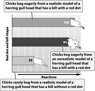 Based on the data presented in the following graph,begging in response to a red dot is a learned behavior.   
