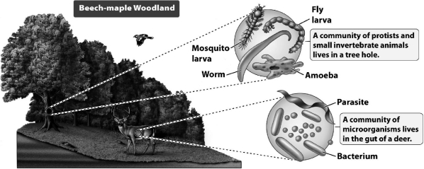 As the following figure illustrates,communities vary tremendously in size from as large as an entire forest to the digestive system of a single deer.   How do biologists recognize communities? A)  Large communities are often defined by the distribution of their members, but small communities are often simply defined according to what is convenient at a given point in time. B)  Communities can be nested within a larger one; for example, the deer is part of the woodland, which is part of the forest. C)  Communities are recognized by the minimal species composition criterion: all communities must have eight or more species. D)  Communities have dynamic characteristics similar to those of populations; they consist of the habitat and species critical to the community growth rate.